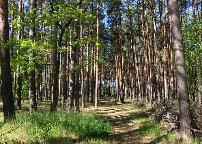 Tinyhaus2 Idyllisch Am Waldesrand * Cottbus
